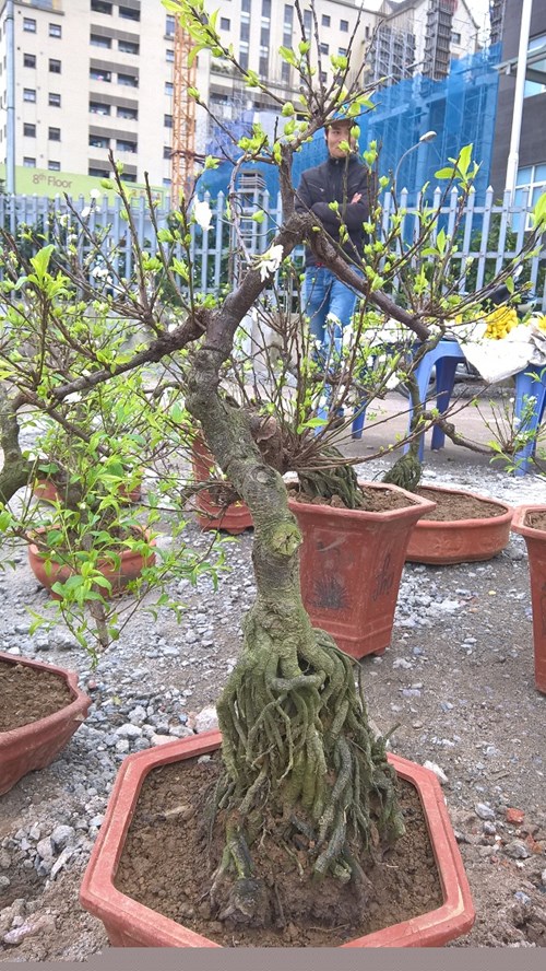 Mai[-]trắng,[-]nhiều[-]cánh[-]bung[-]nở[-]trong[-]tiết[-]trời[-]lạnh[-]khiến[-]nhiều[-]người[-]say[-]mê